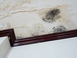 mold removal in maryland